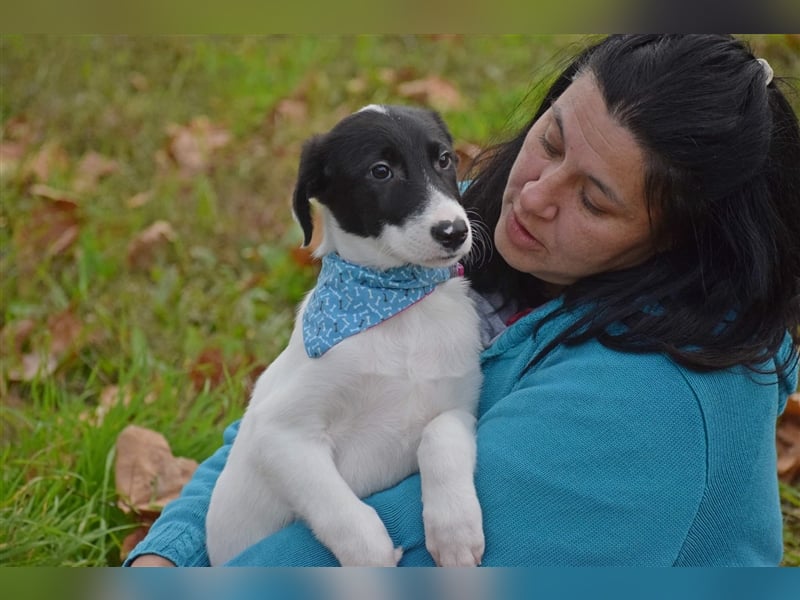Michschlingswelpe Mats sucht liebevolles Zuhause!