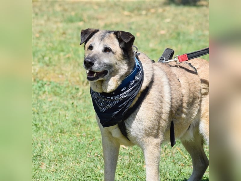 Sam sucht ein liebevolles Zuhause