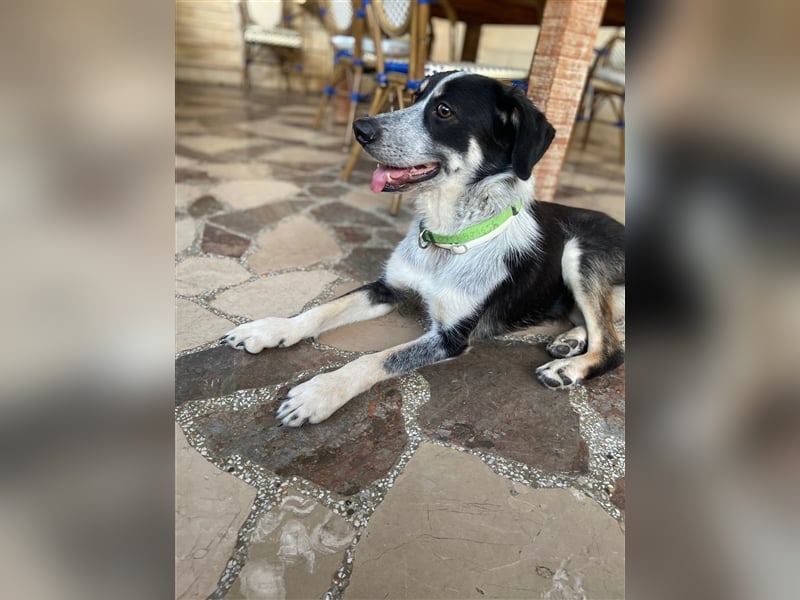 Lanna sucht einen Gnadenplatz