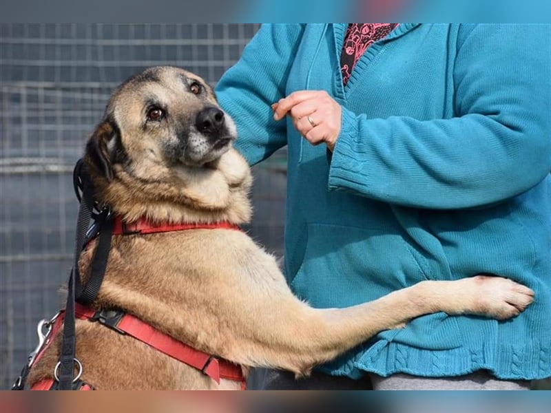 Sam sucht ein liebevolles Zuhause