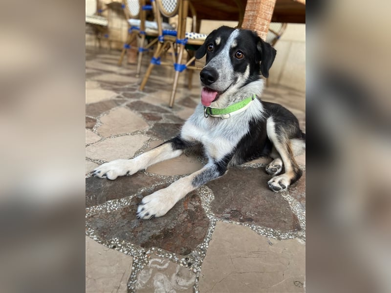 Lanna sucht einen Gnadenplatz