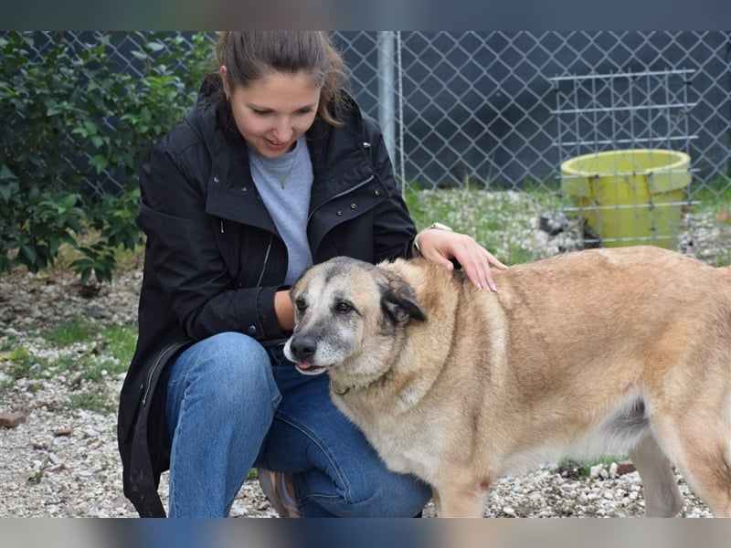 Sam sucht ein liebevolles Zuhause