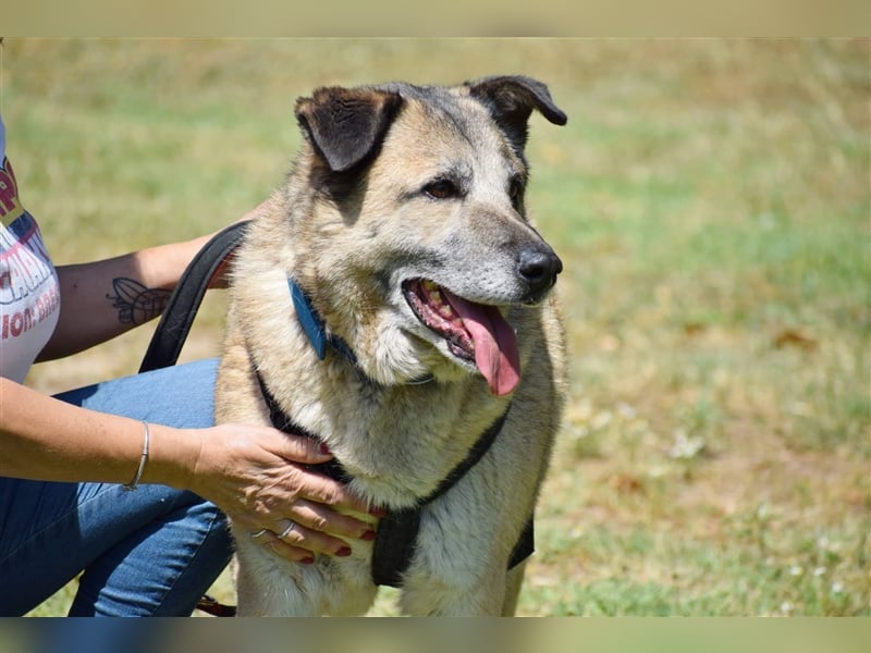 Sam sucht ein liebevolles Zuhause