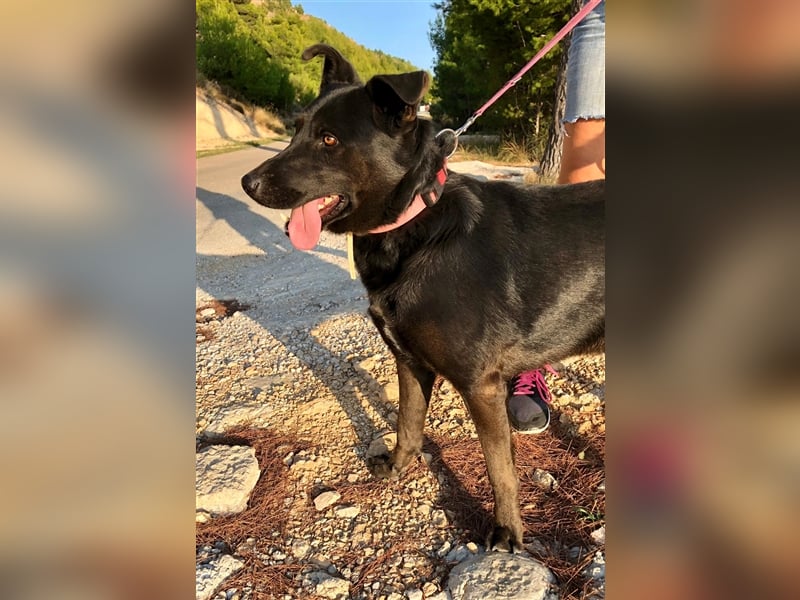 Mikesch - ein großer Kerl mit viel Potential sucht ein Zuhause