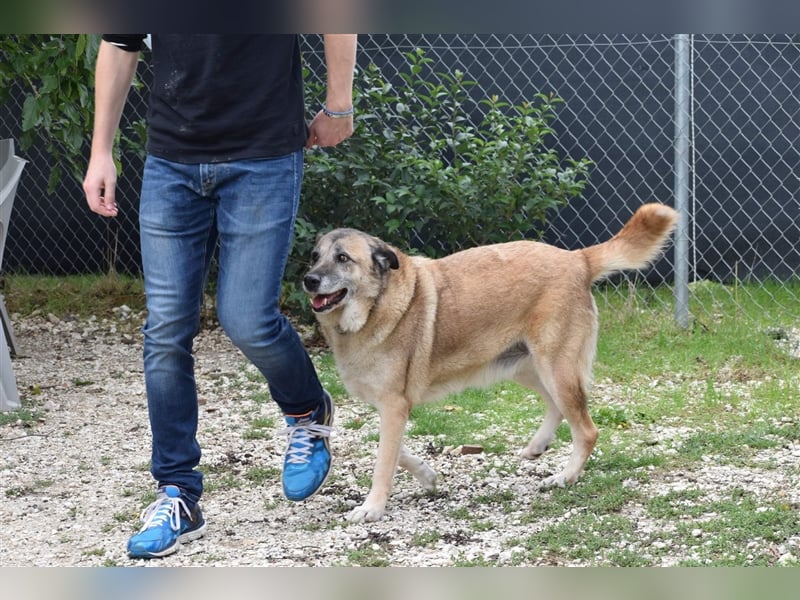 Sam sucht ein liebevolles Zuhause