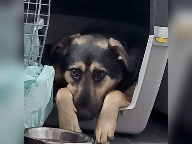 Marton (PLZ 497**) sucht seine(n) Menschen