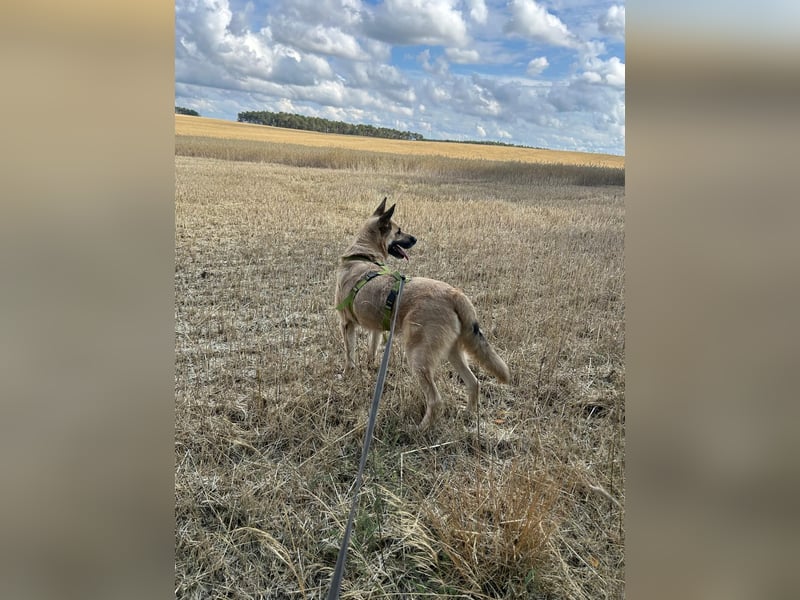 Phili  – ein Kämpfer mit großem Herzen (in Brandenburg, Dahme-Spreewald) Phili  – ein Kämpfer mit großem Herzen (in Brandenburg, Dahme-Spreewald)