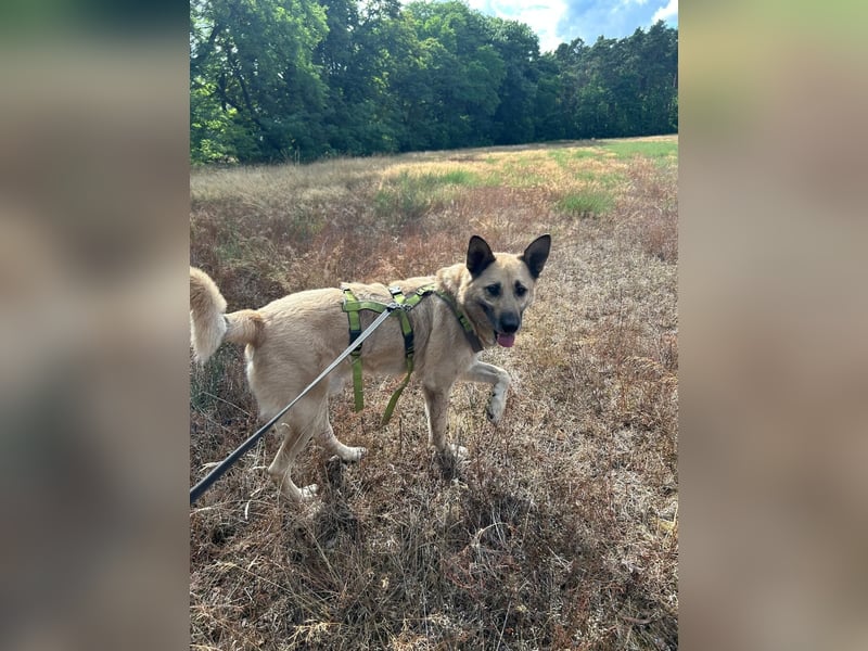 Phili  – ein Kämpfer mit großem Herzen (in Brandenburg, Dahme-Spreewald) Phili  – ein Kämpfer mit großem Herzen (in Brandenburg, Dahme-Spreewald)