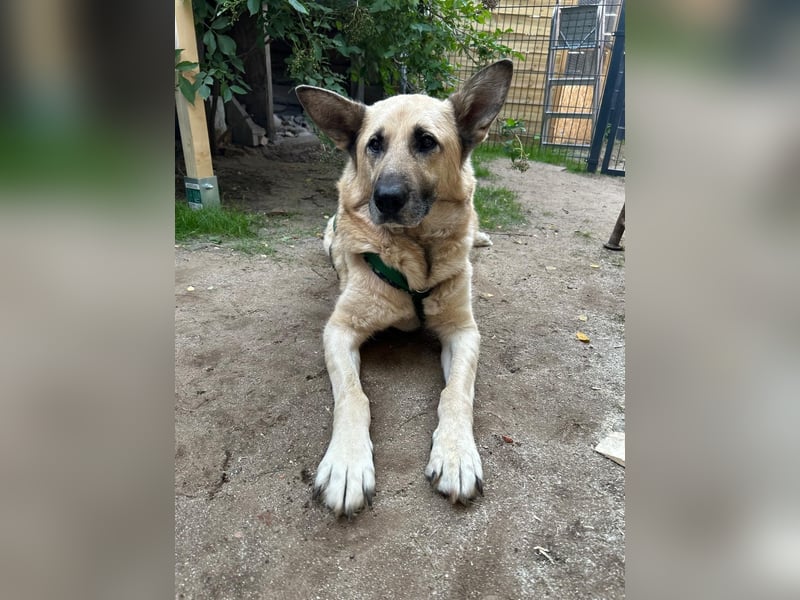 Phili  – ein Kämpfer mit großem Herzen (in Brandenburg, Dahme-Spreewald) Phili  – ein Kämpfer mit großem Herzen (in Brandenburg, Dahme-Spreewald)