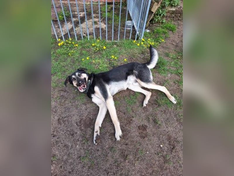 Marton (PLZ 497**) sucht seine(n) Menschen