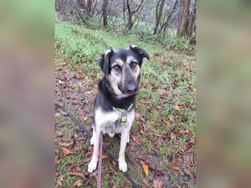 Marton (PLZ 497**) sucht seine(n) Menschen