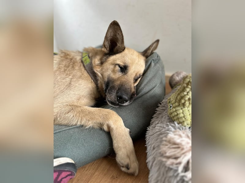 Phili  – ein Kämpfer mit großem Herzen (in Brandenburg, Dahme-Spreewald) Phili  – ein Kämpfer mit großem Herzen (in Brandenburg, Dahme-Spreewald)