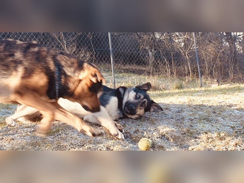 Marton (PLZ 497**) sucht seine(n) Menschen