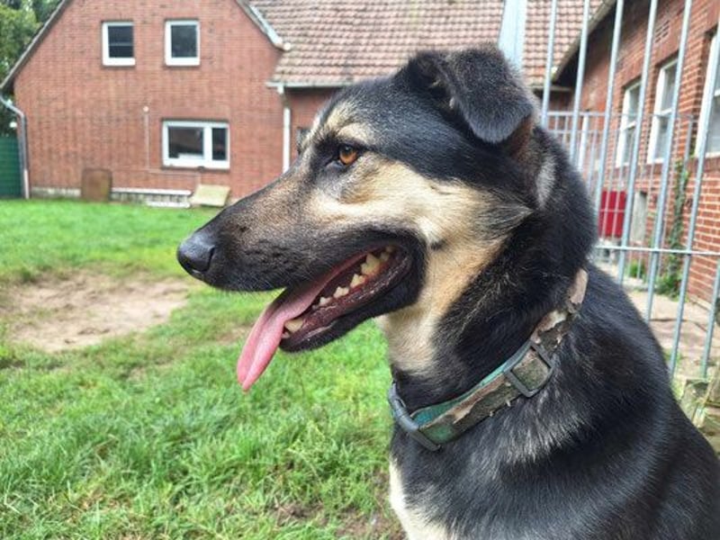 Marton (PLZ 497**) sucht seine(n) Menschen