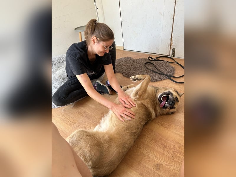 Phili  – ein Kämpfer mit großem Herzen (in Brandenburg, Dahme-Spreewald) Phili  – ein Kämpfer mit großem Herzen (in Brandenburg, Dahme-Spreewald)