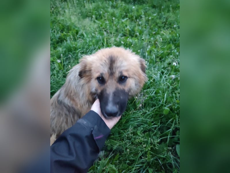 Josie Hündin, weiblich, Mischling, Junghund aus Bosnien