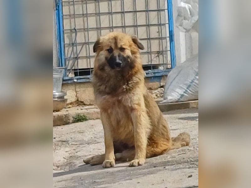 Josie Hündin, weiblich, Mischling, Junghund aus Bosnien