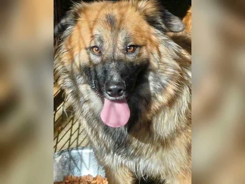 Josie Hündin, weiblich, Mischling, Junghund aus Bosnien