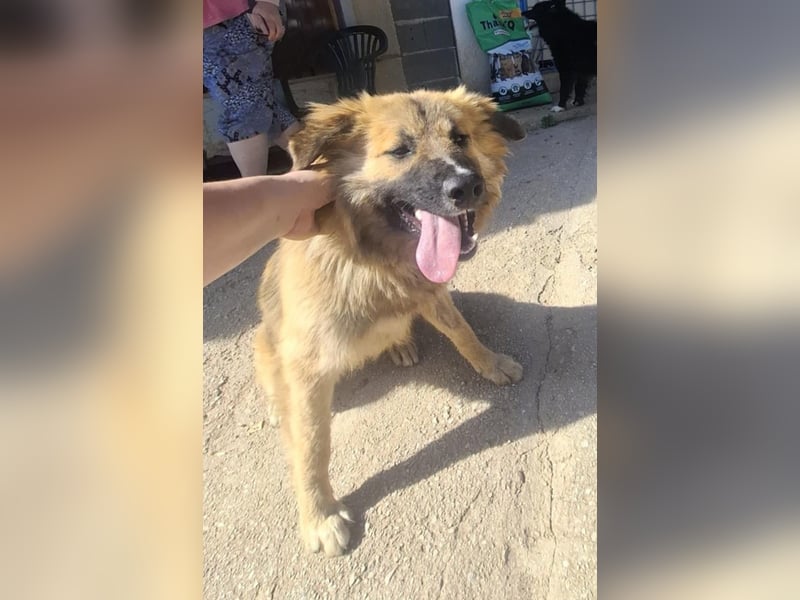 Josie Hündin, weiblich, Mischling, Junghund aus Bosnien