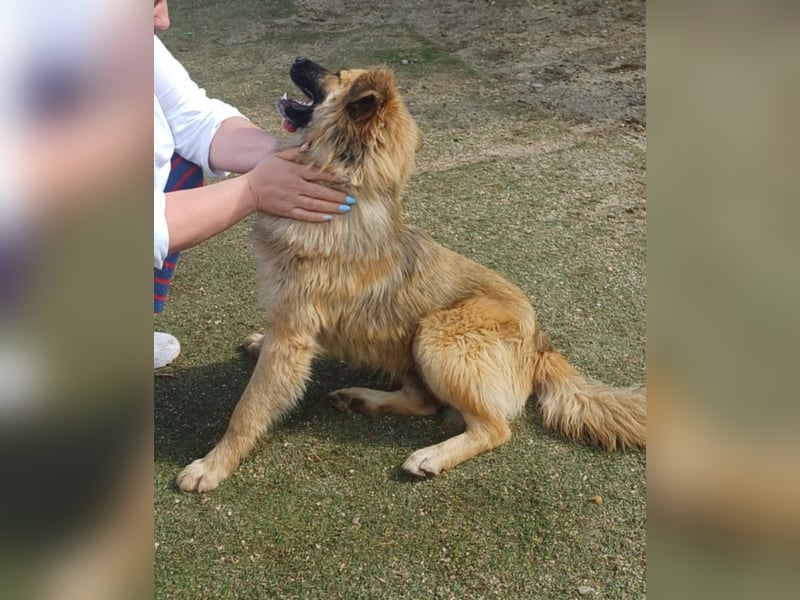 Josie Hündin, weiblich, Mischling, Junghund aus Bosnien