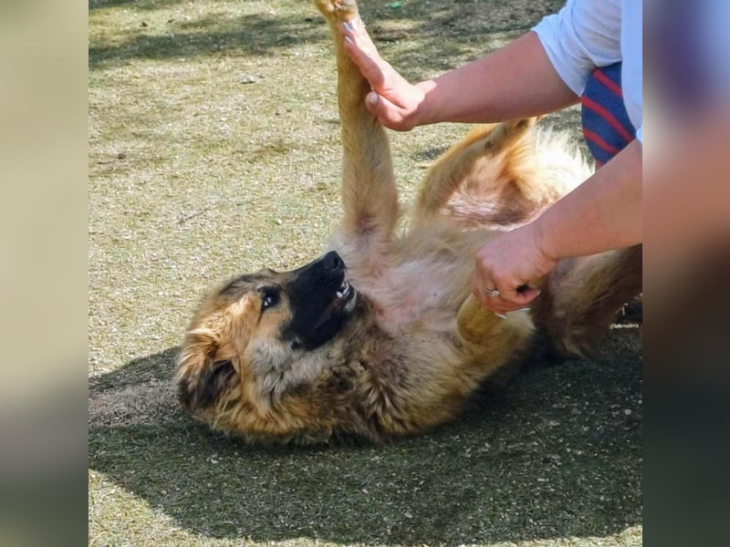 Josie Hündin, weiblich, Mischling, Junghund aus Bosnien