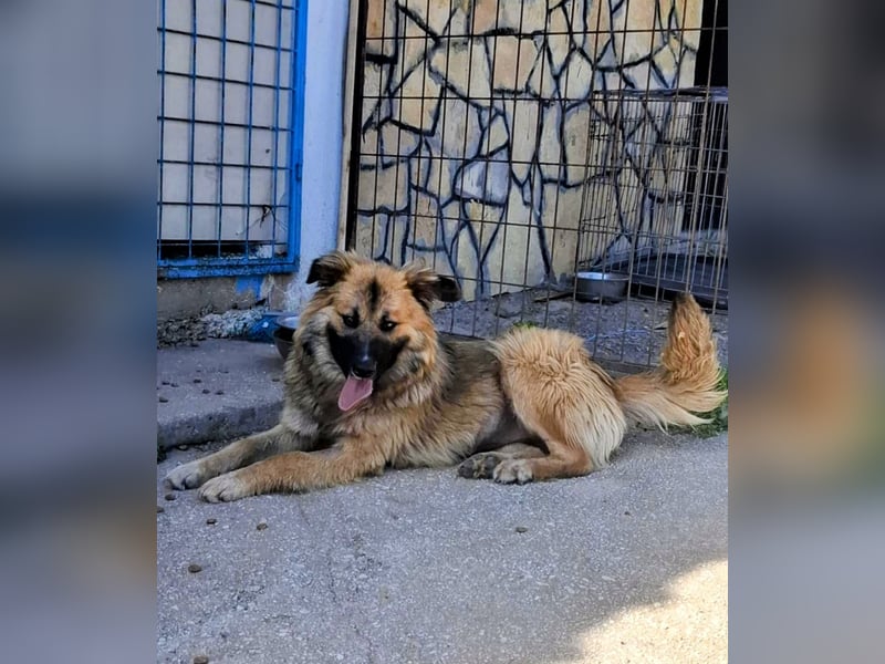 Josie Hündin, weiblich, Mischling, Junghund aus Bosnien