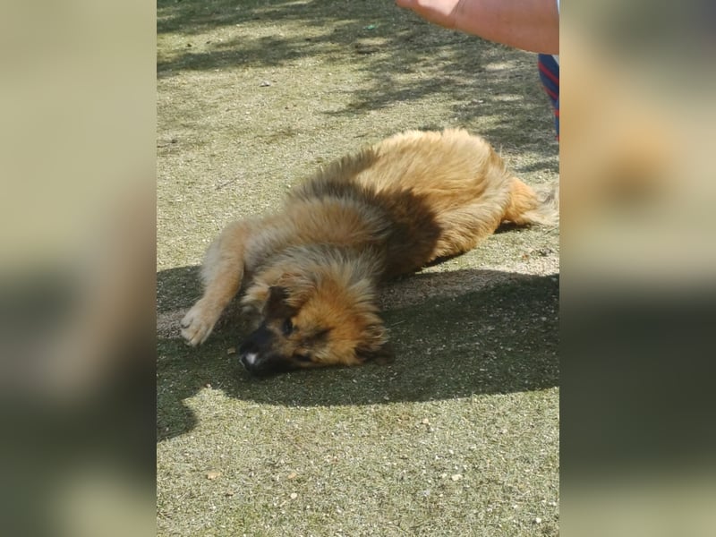 Josie Hündin, weiblich, Mischling, Junghund aus Bosnien