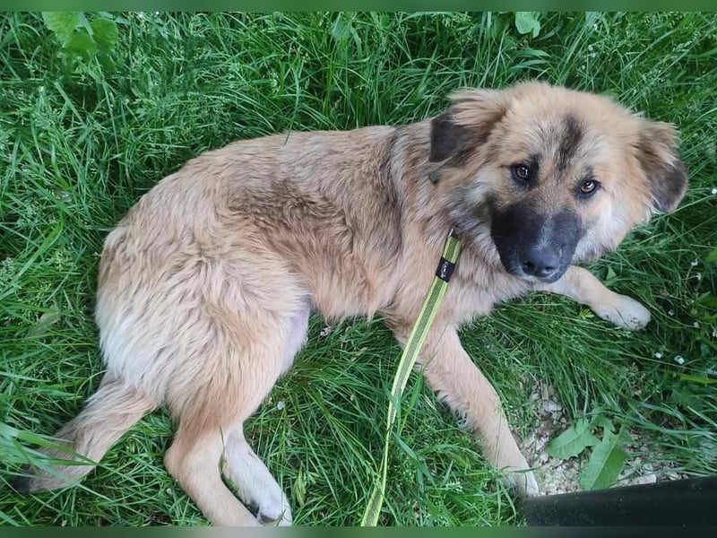 Josie Hündin, weiblich, Mischling, Junghund aus Bosnien