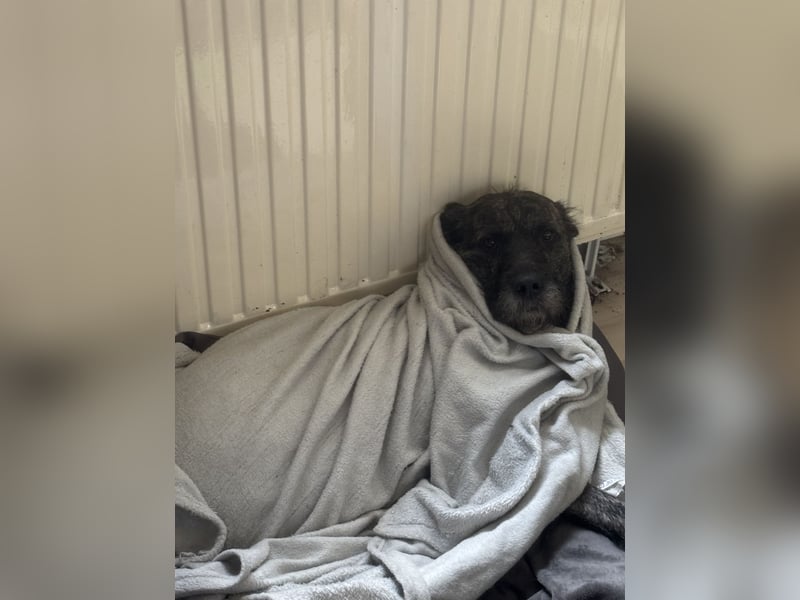 Rocky sucht sein für immer zuhause