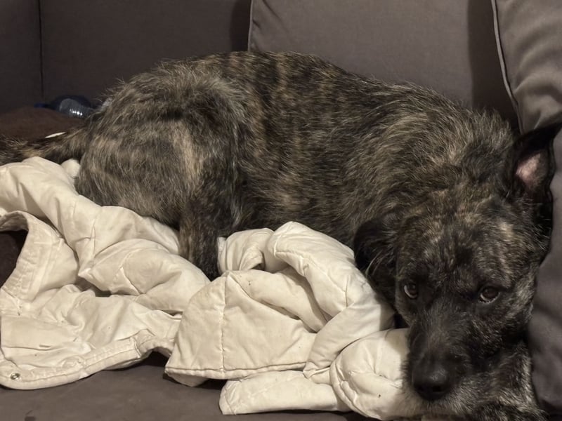 Rocky sucht sein für immer zuhause