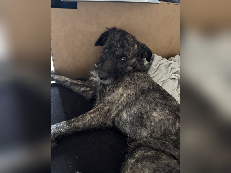 Rocky sucht sein für immer zuhause