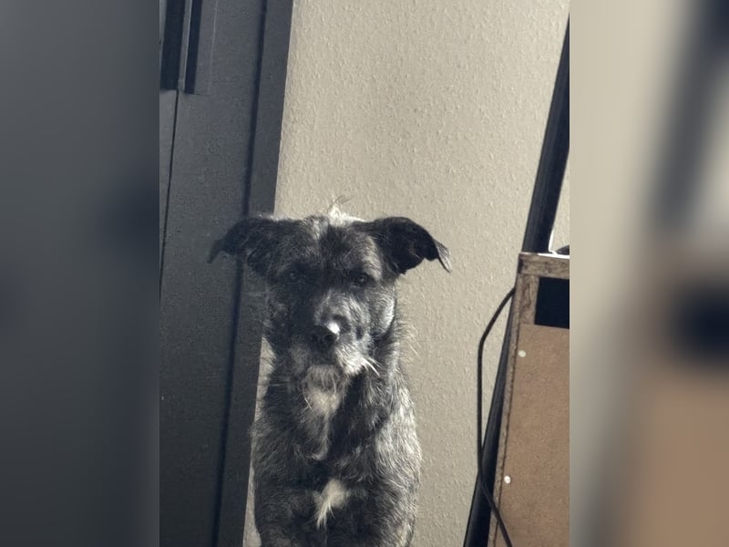 Rocky sucht sein für immer zuhause