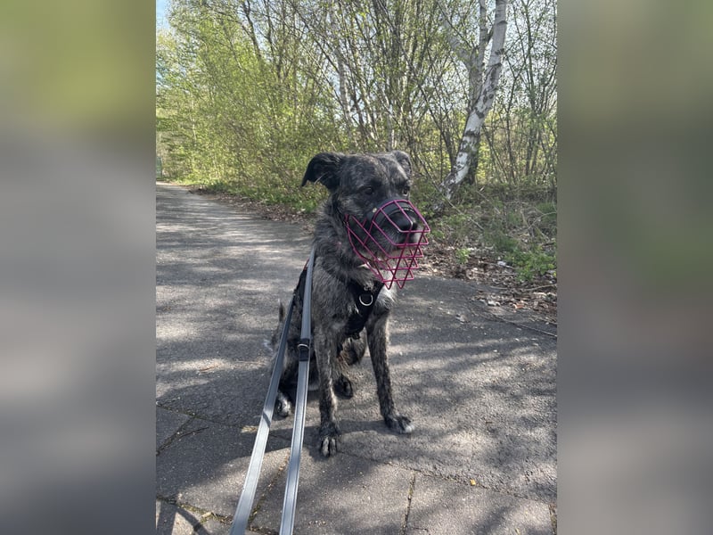 Rocky sucht sein für immer zuhause