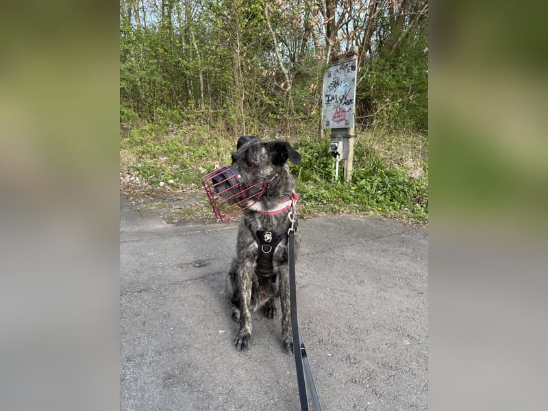 Rocky sucht sein für immer zuhause