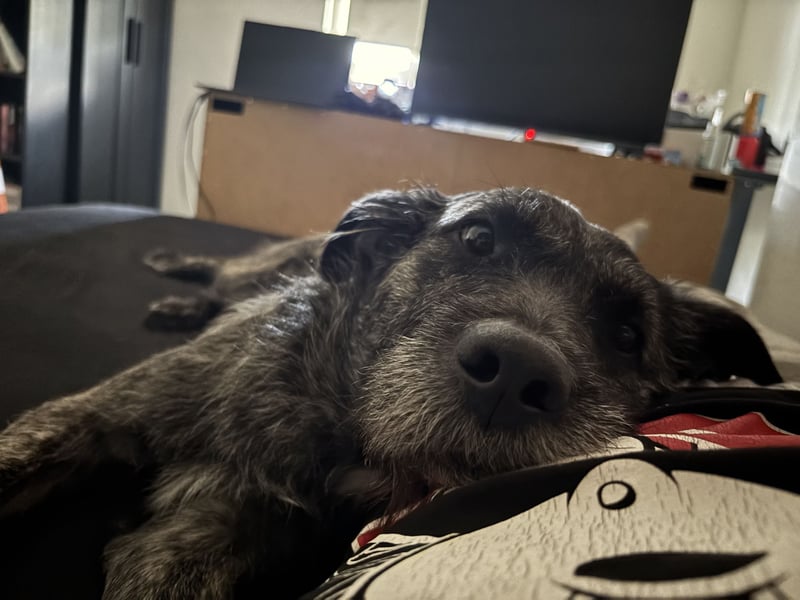 Rocky sucht sein für immer zuhause