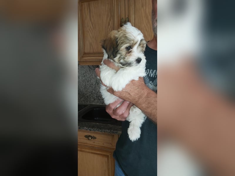 Wir erwarten ab Mitte Mai einen Wurf Havaneser/Maltipoo-Mischlinge