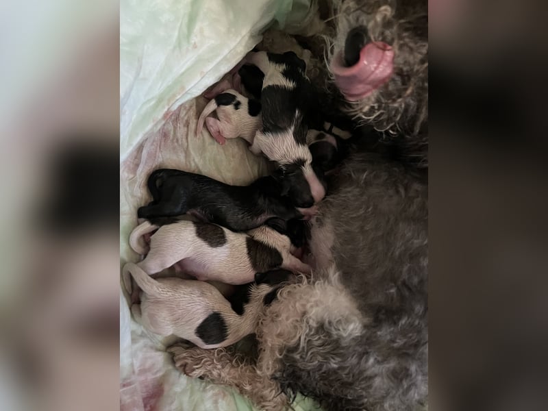 Wir erwarten ab Mitte Mai einen Wurf Havaneser/Maltipoo-Mischlinge