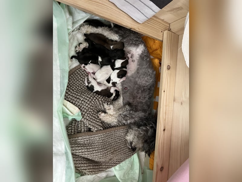 Wir erwarten ab Mitte Mai einen Wurf Havaneser/Maltipoo-Mischlinge