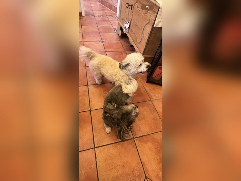 Wir erwarten ab Mitte Mai einen Wurf Havaneser/Maltipoo-Mischlinge