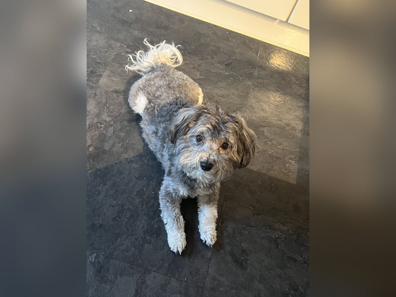 Wir erwarten ab Mitte Mai einen Wurf Havaneser/Maltipoo-Mischlinge