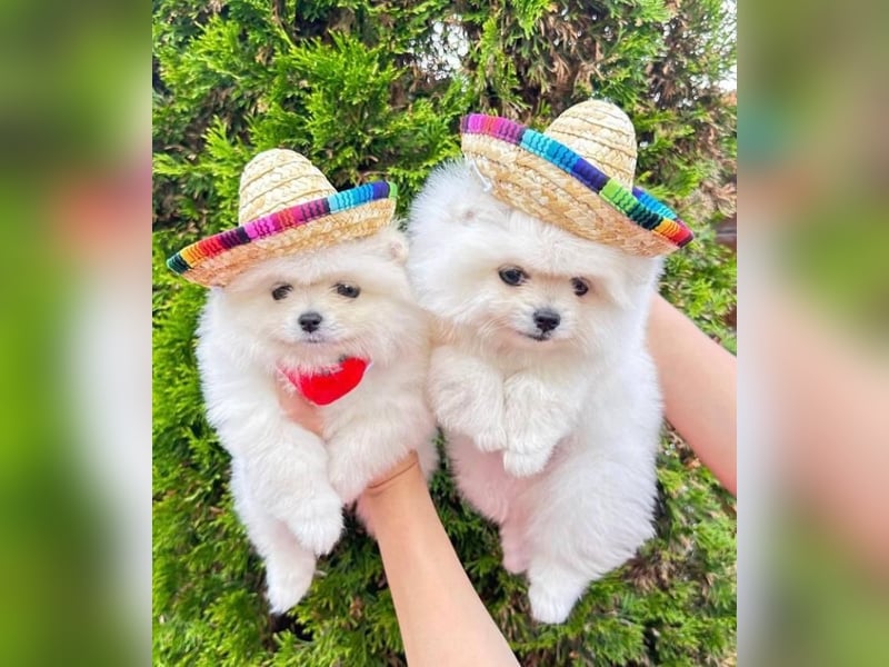 Pomeranian mini Zwergspitz welpen