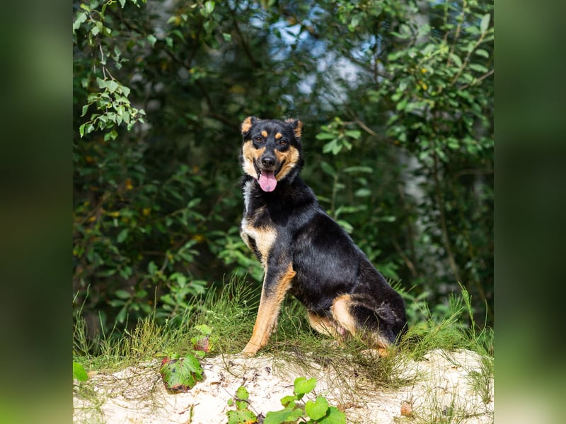 Gesellige Lexi sucht ihren platz für immer