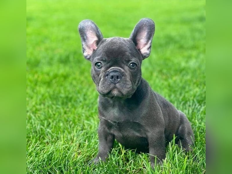 Französische Bulldogge welpen
