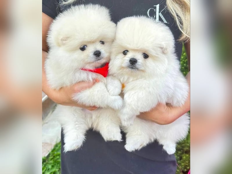 Pomeranian mini Zwergspitz welpen