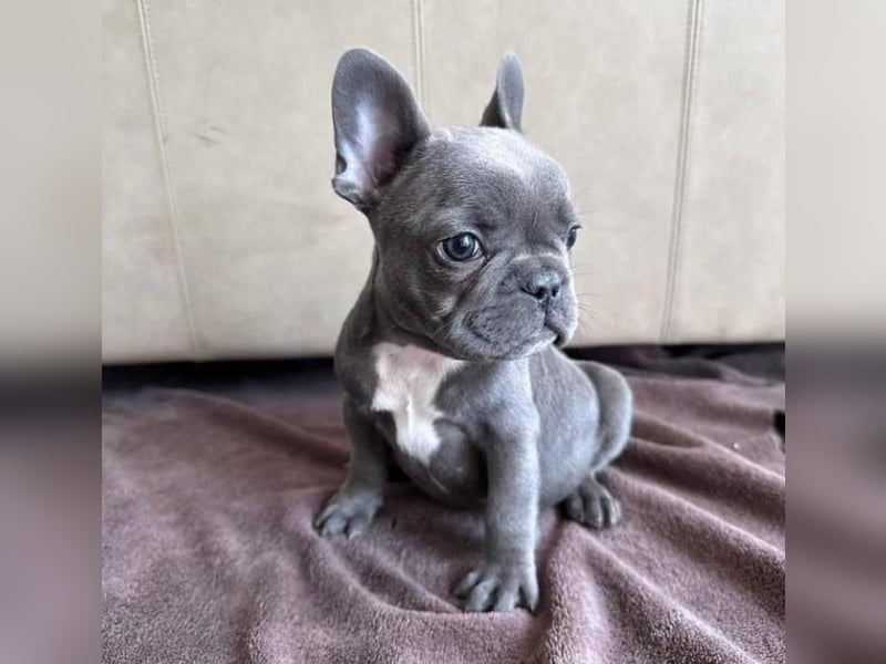 Französische Bulldogge welpen