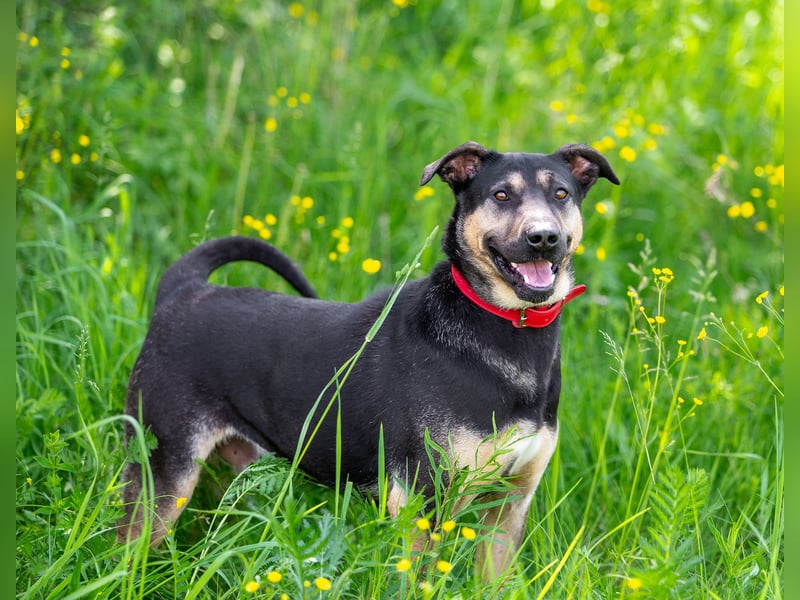 Sean sucht seine begleiter fürs leben