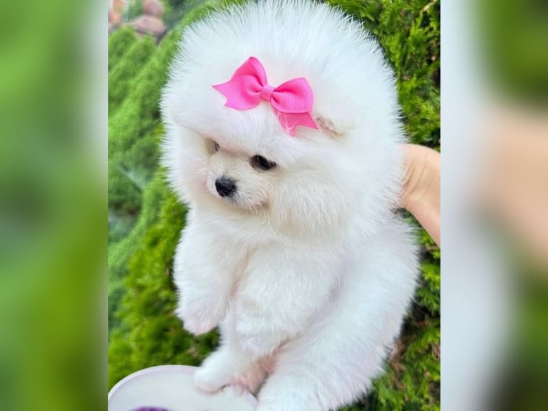 Pomeranian mini Zwergspitz welpen