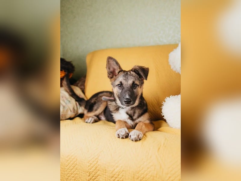 Junger Boss sucht sein Glück