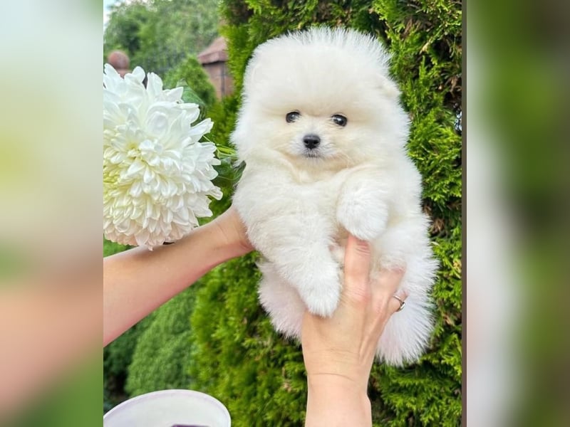 Pomeranian mini Zwergspitz welpen