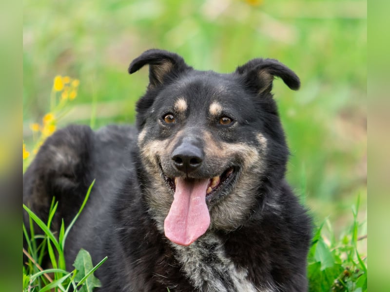 Sensible Mukha sucht verständnisvolle Menschen